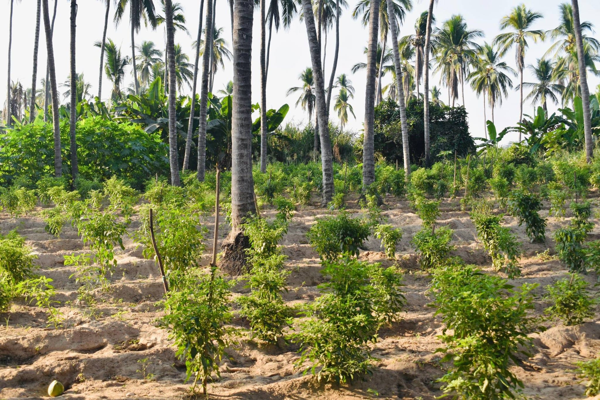 Imagen de Galería del Municipio 11